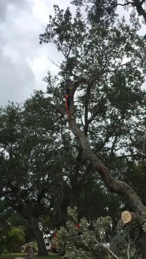 Roped climber sectioning a large live oak during tree removal in DeLand, FL