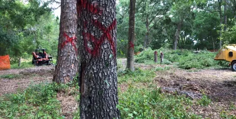 Pines marked with red X for removal, chipper and crew working behind, DeLand, FL