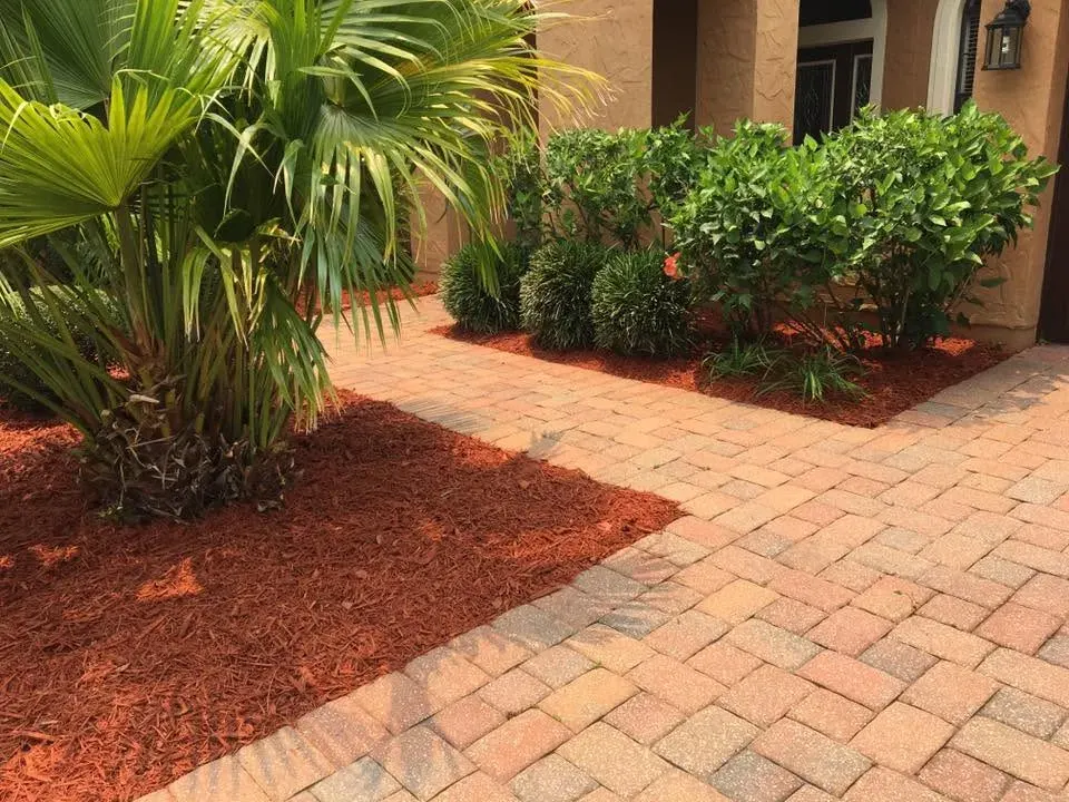 Fan palm and shrub beds in fresh red mulch along a paver walk, DeLand, FL