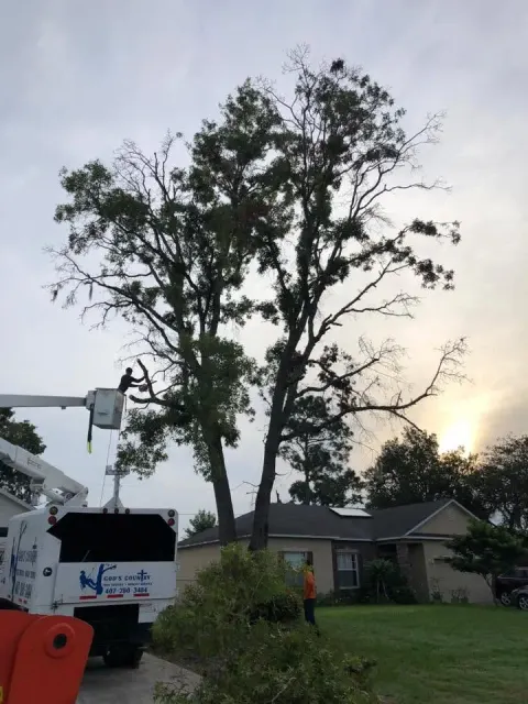 Bucket truck crew working in a tall tree beside a home