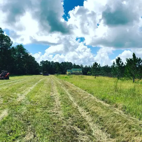 Hurricane tree preparation in DeLand Florida