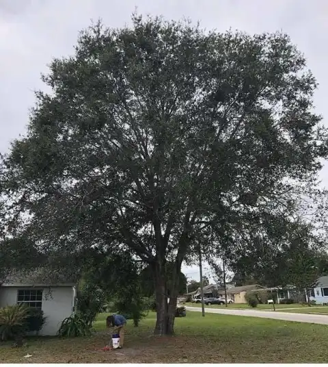 Broad mature oak shading a corner-lot home in DeLand, FL