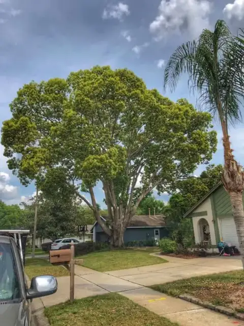 Queen palm with a clean, trimmed crown beside a shade tree at a DeLand, FL home