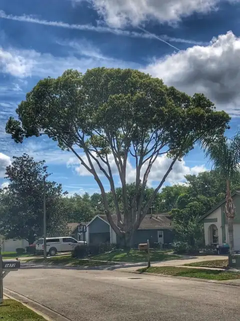 Cleanly lifted, vase-shaped tree canopy over a DeLand, FL street