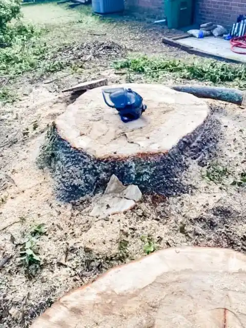 Flush-cut oak stump with sawdust around it, ready for stump grinding at a DeLand, FL home