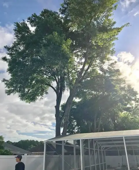 Tree work by God's Country Tree Service, which serves Orange City, FL