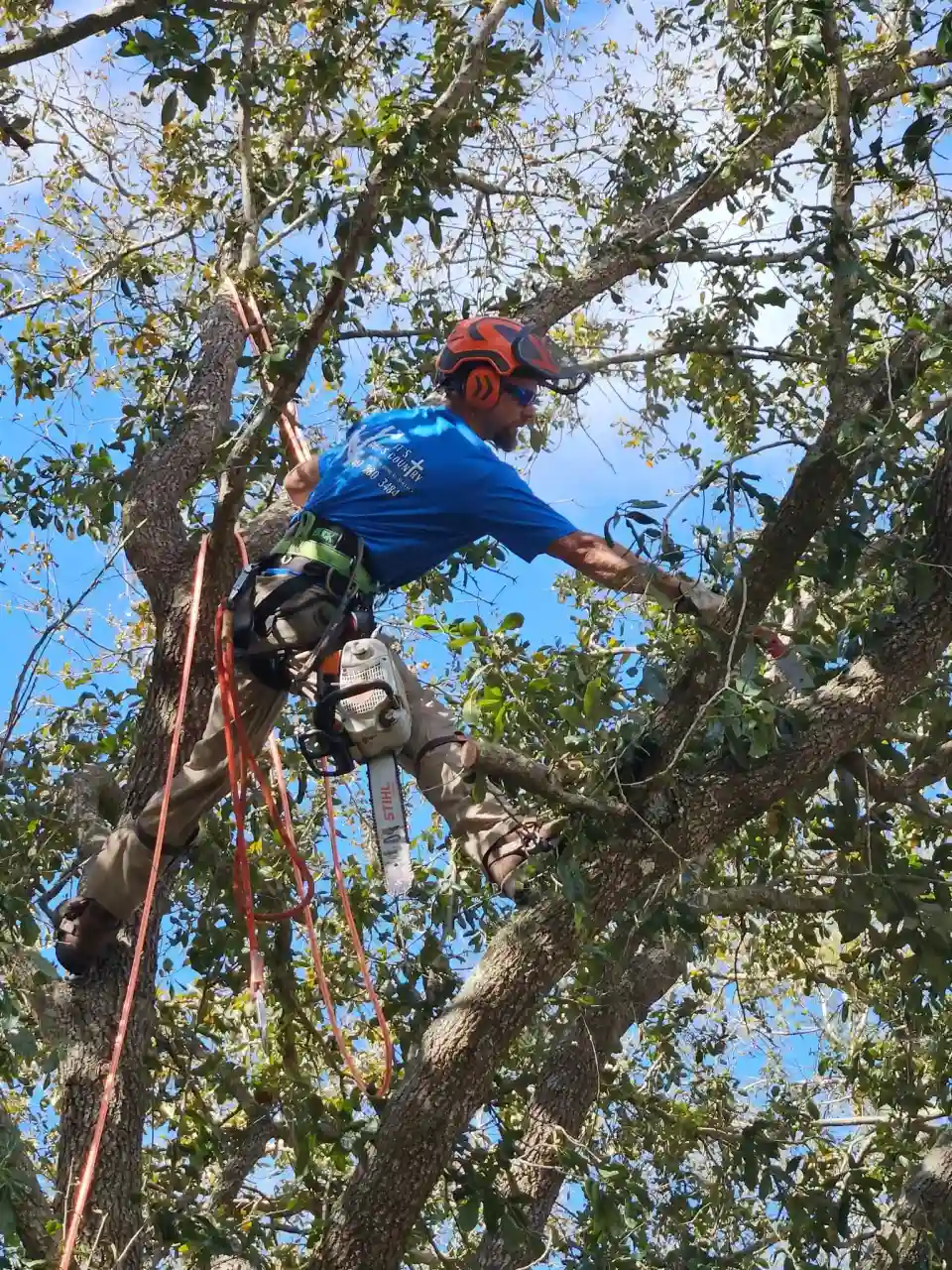 Roped arborist pruning branches inside an oak canopy in DeLand, FL