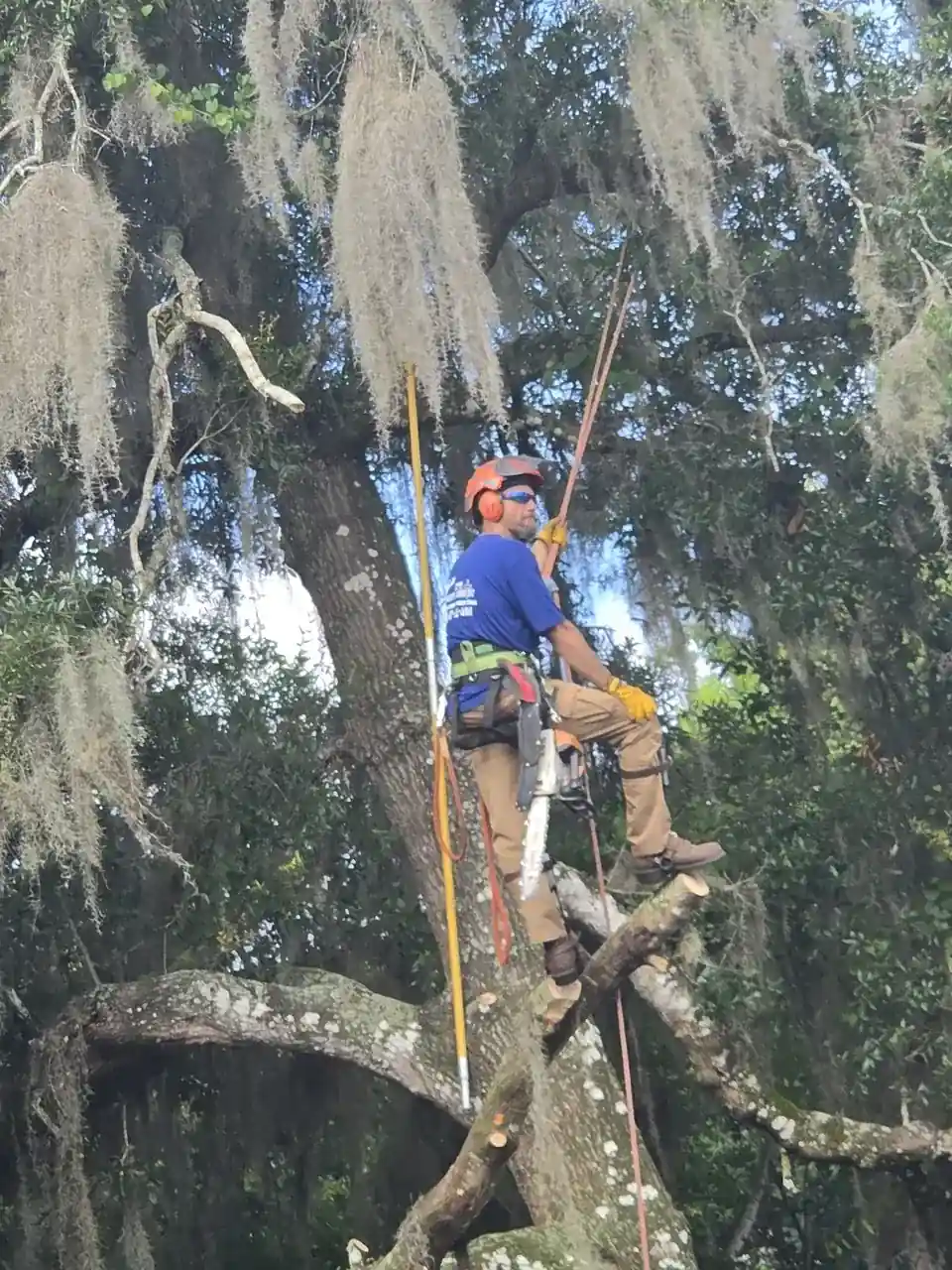 Certified Arborist certification from International Society of Arboriculture